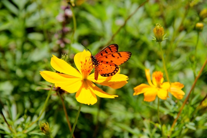 Hiền lành là bướm, nhẹ nhàng đậu trên cánh hoa làm duyên một tí rồi lại bay đi.