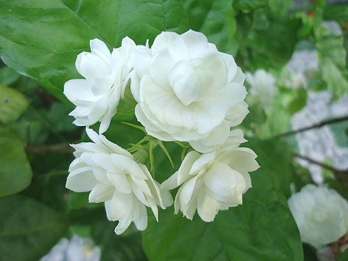 Hoa nhài trắng muốt, tinh khiết nhưng lại có mùi thơm hăng hắc, nồng nàn.