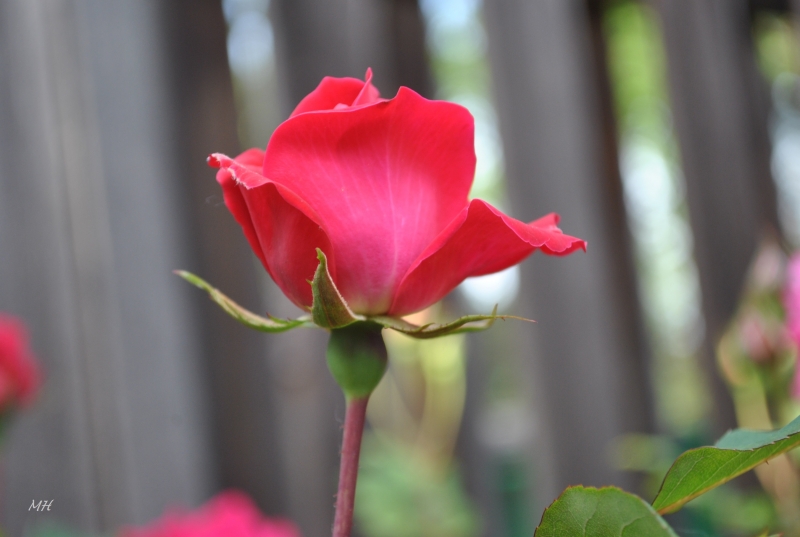 Vẻ đẹp của hoa hồng