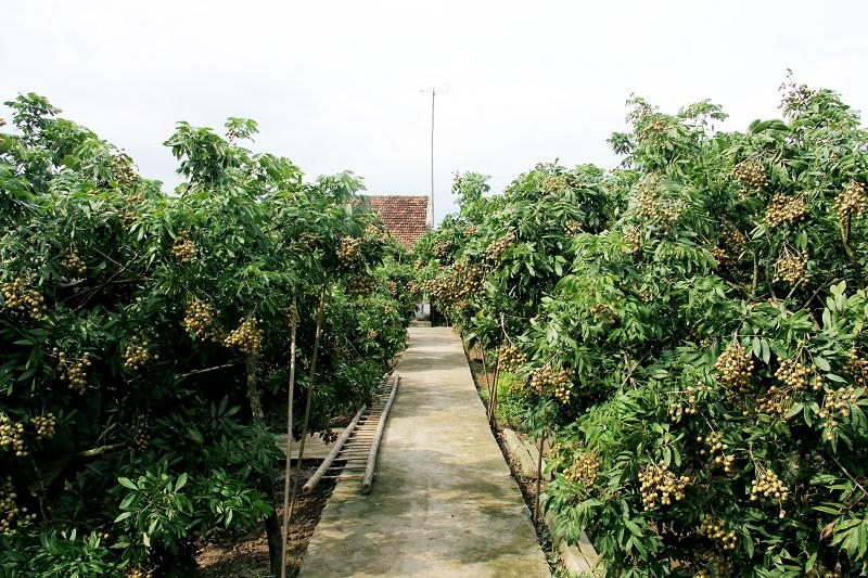Vườn cây trái xanh tươi