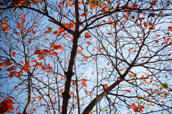 Khi mà những chiếc lá đỏ ối rụng gần hết, làn gió mùa heo hút thổi qua, chỉ còn vài chiếc lá đỏ còn lại trơ trọi và đơn độc