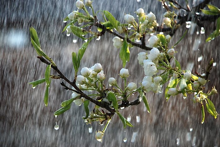 Có lẽ mưa xuân chính là món quà đặc biệt nhất của bầu trời đem lại cho con người.