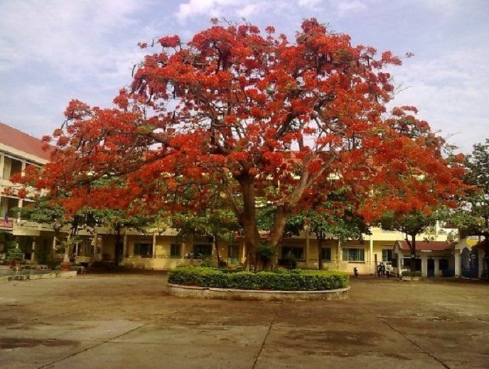 Thân phượng to đến mức phải cần bốn học sinh ôm mới hết được một vòng thân cây.