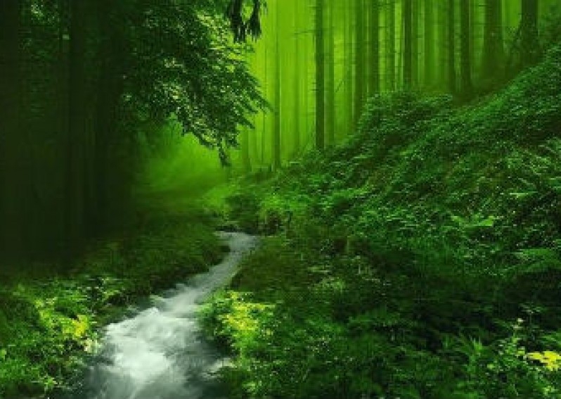 Kì diệu rừng xanh