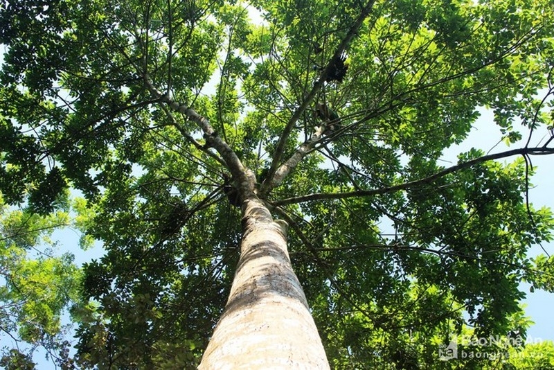 Thân tràm to đến hai vòng tay em ôm lại, vỏ sần sùi màu đen sậm.