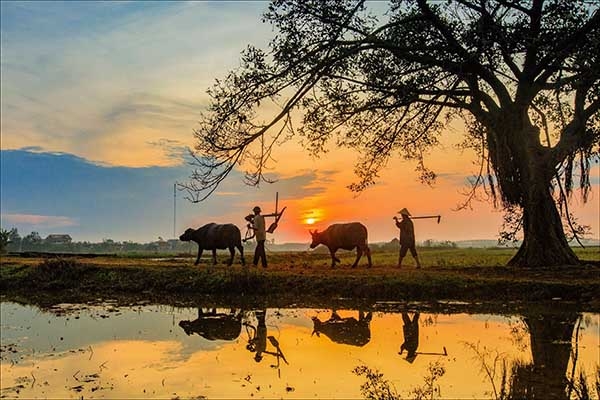 Bình minh ở quê ngoại