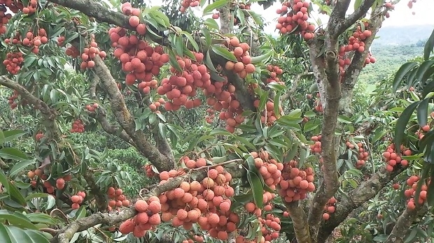 Mùa vải của gia đình em năm nào cũng có rất nhiều quả, từng chùm, từng chùm cứ chụm vào nhau trĩu cả cành