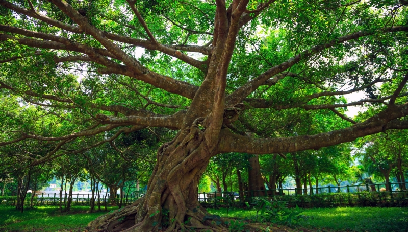 Cây chò nghìn năm tuổi ở rừng Cúc Phương