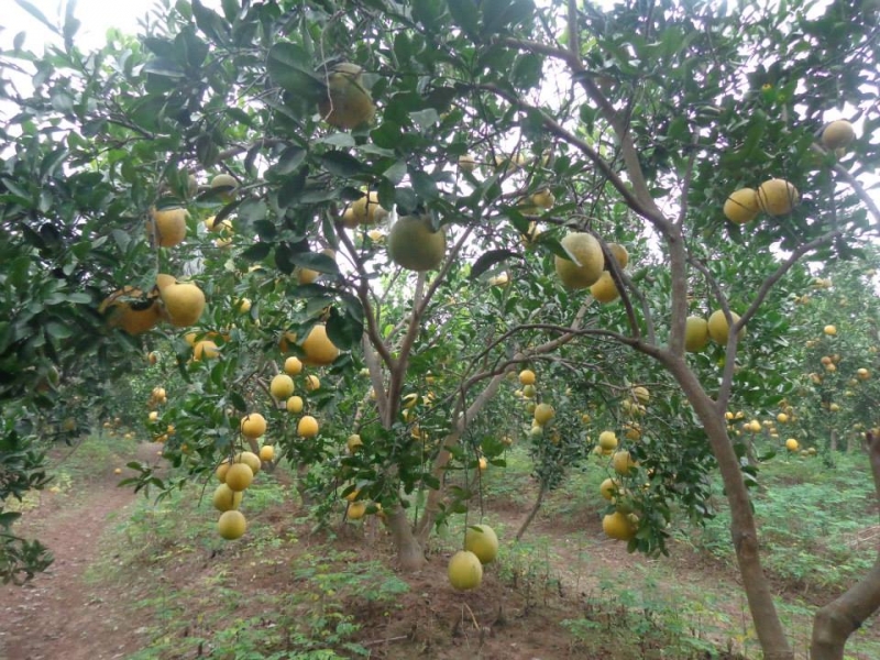 Cây bưởi cao khoảng hơn một mét, chia thành nhiều cành nhỏ tỏa ra xung quanh.