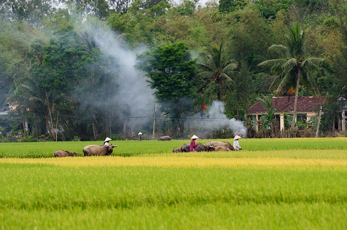 Khói bếp bay là là quyện vào dải sương mờ như một dải lụa đào mềm mại.