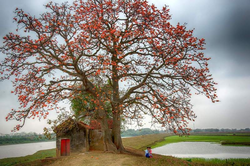 Cây gạo cổ thụ đầu làng