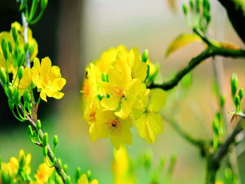 Chi tiết 52+ về hình ảnh hoa mai vàng hay nhất - cdgdbentre.edu.vn