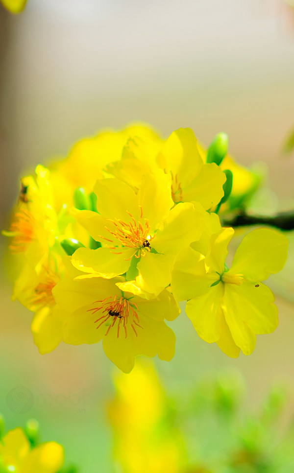 Hình ảnh Cây mai, hoa mai vàng ngày tết